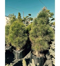 Сосна чорна 'Pyramidalis' 160 см